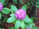 PICTURES/Endless Wall Trail - New River Gorge/t_Rhododendrons4.jpg